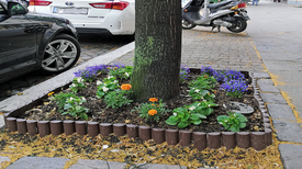 Im QM-Gebiet Pankstraße sind schon einige Baumscheiben bepflanzt. (Bild: Dominique Hensel)