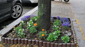 Im QM-Gebiet Pankstraße sind schon einige Baumscheiben bepflanzt. (Bild: Dominique Hensel)