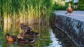 Wasser ist die Lebensgrundlage für Menschen, Tiere und Pflanzen. Der lange Tag der StadtNatur widmet sich dieser wichtigen Ressource. (Bild: Stiftung Naturschutz Berlin)