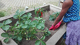 Eine Pflanzaktion in Hochbeeten. Foto: QM Auguste-Viktoria-Allee 