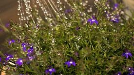 Für die Projektbeteiligten ist auch das Thema Wasserversorgung wichtig. (Bild: pexels/Torsten Dettlaff)