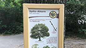 Infotafel zum Spitz-Ahorn. Bild: QM Kastanienallee