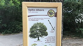 Infotafel zum Spitz-Ahorn. Bild: QM Kastanienallee