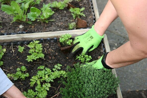 Hände in grünen Gartenhandschuhen pflanzen Kräuter in einem Hochbeet.