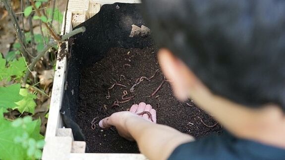 In der Komposterkiste finden die Würmer ein neues Zuhause. (Bild: QM Germaniagarten)