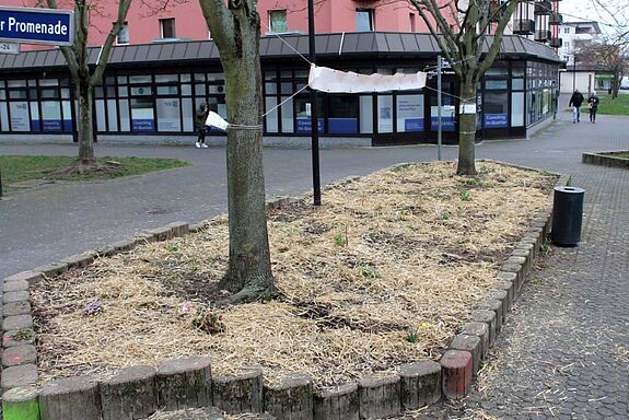 Die Beete wurden mit Stroh ausgelegt, um Unkraut fernzuhalten. (Bild: Julian Krischan)