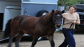 Neue Ponys für den Kinderbauernhof Waslala. Bild: QM Kosmosviertel