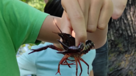 Ein Kind hält einen Skorpion.