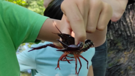 Ein Kind hält einen Skorpion.