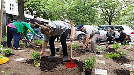 Projekt „Gartenarchipel Sonnenallee“: Ein Minzhain wurde neu angelegt Foto: place / making
