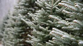 Wir wünschen allen winterliche Feiertage und einen guten Start ins neue Jahr. (Bild: Pexels / David Dibert)