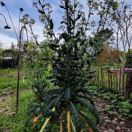 Noch wuchert es wild auf der freien Parzelle, doch schon bald entsteht hier ein kleiner Gemeinschaftsgarten. (Bild: QM Harzer Straße / Birgit Leiß)