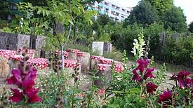 Dank Gartenaktionen blüht es bald wieder in den Quartieren. Foto: GRÜNE LIGA Berlin e.V.