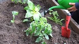 Beim Wettbewerb des QM High-Deck-Siedlung sind wieder alle grünen Kiezdaumen gefragt. Foto: QM High-Deck-Siedlung/Sonnenallee Süd W+P GmbH