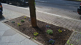 Viel Platz, um einen kleinen Garten anzulegen. Foto: QM Auguste-Viktoria-Allee