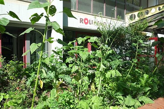 Vor den Fenstern des Rollberger Quartiersmanagementbüros wächst und grünt es im Sommer 2023. (Bild: H. Heiland)