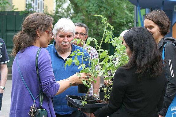 Die Mitglieder des Quartiersrats erhalten zum Dank für Ihr Engagement eine besondere Tomatenpflanze Foto: Andrei Schnell