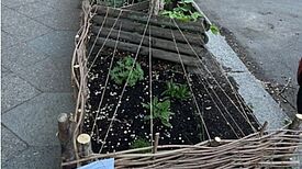 Eine Baumscheibe mit Gemüse und Sträuchern in einem Weidenflechtzaun an der Rosegger-/Weserstraße im QM-Gebiet Harzer Straße.