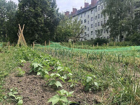 In einem Living Lab („Reallabor“) mit zwei Standorten (Gut Hellersdorf und Neuer-St. Jacobi Friedhof Neukölln) werden verschiedene essbare Projekte zusammen mit Nomadisch Grün/Prinzessinnengärten umgesetzt. (Bild:  Prinzessinnengärten)