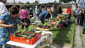 Gartenbegeisterte tauschten am Tag der Städtebauförderung Pflanzen und Samen auf dem Vereinsplatz der Kleingartenanlage Loraberg. (Bild: Jens Sethmann)