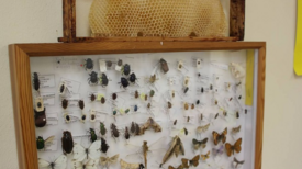 Ein Schaukasten mit Insekten zeigt einheimische Käfer und Schmetterlinge. Bild: QM Mariannenplatz