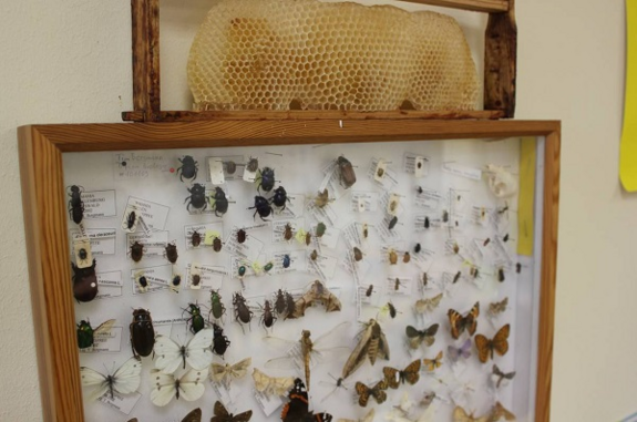 Ein Schaukasten mit Insekten zeigt einheimische Käfer und Schmetterlinge. Bild: QM Mariannenplatz