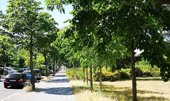 Die Berliner Bäume brauchen in der Trockenzeit besonders viel Wasser. (Foto: QM Heerstraße Nord)