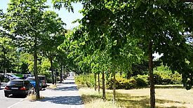 Die Berliner Bäume brauchen in der Trockenzeit besonders viel Wasser. (Foto: QM Heerstraße Nord)