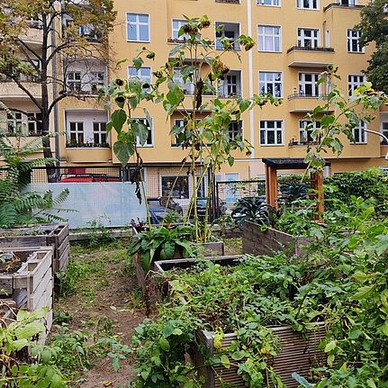 In Kooperation mit der Parzelle X ist das Freilandlabor Träger des Quartiersmanagement-Projekts „Schulgärten in der Bildungslandschaft Flughafenkiez“ und schafft grüne Lernorte. (Bild: Birgit Leiß)