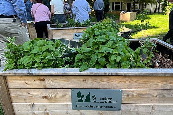 Ein Hochbeet mit üppigen Kräutern und einem Schild „ackerpause – Hier wächst Miteinander“ steht im Vordergrund, im Hintergrund arbeiten Menschen gemeinsam im Garten.
