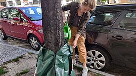 Bewässerungssäcke werden wie eine Manschette um den Stamm gelegt, mit einem Reißverschluss verschlossen und dann mit 75 Litern Wasser aufgefüllt. Der Vorteil: tägliches Gießen ist nicht nötig. (Bild: Birgit Leiß)