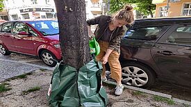 Bewässerungssäcke werden wie eine Manschette um den Stamm gelegt, mit einem Reißverschluss verschlossen und dann mit 75 Litern Wasser aufgefüllt. Der Vorteil: tägliches Gießen ist nicht nötig. (Bild: Birgit Leiß)