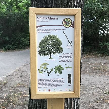 Infotafel zum Spitz-Ahorn. Bild: QM Kastanienallee