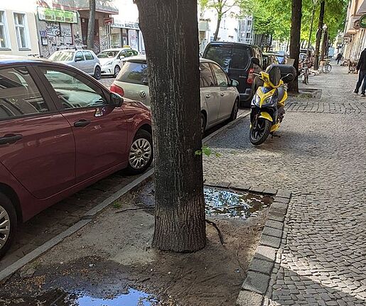 Der Kiez Schillerpromenade kümmert sich um seine Straßenbäume. Bild: QM Team Schillerpromenade