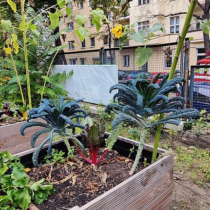 An den grünen Oasen im Schulhof lassen sich Artenvielfalt, gesunde Ernährung und Klimaveränderungen dokumentieren und lernen. (Bild: Birgit Leiß)