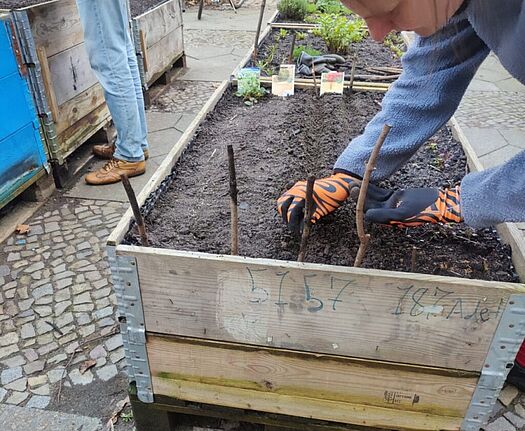Person setzt Pflanzenstäbe in ein Hochbeet, um den Anbau von Pflanzen zu unterstützen.