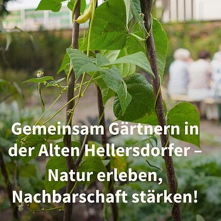 Grüne Bohnenpflanzen wachsen an Stäben, im Hintergrund sitzen Menschen an einem Tisch.
