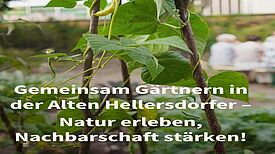 Grüne Bohnenpflanzen wachsen an Stäben, im Hintergrund sitzen Menschen an einem Tisch.