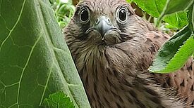 Ein echter Schnappschuss im QM-Gebiet Beusselstraße: Auf Platz 2 hat es das Bild „Ein Miriam-Makeba-Turmfalke“ von Karin Nithammer-Kachel geschafft. (Bild: Karin Nithammer-Kachel)