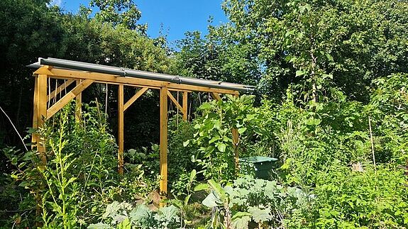 In einem Garten wachsen Tomatenpflanzen in Pflanzkübeln, die auf einem Holzgestell stehen. 