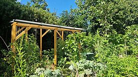In einem Garten wachsen Tomatenpflanzen in Pflanzkübeln, die auf einem Holzgestell stehen. 