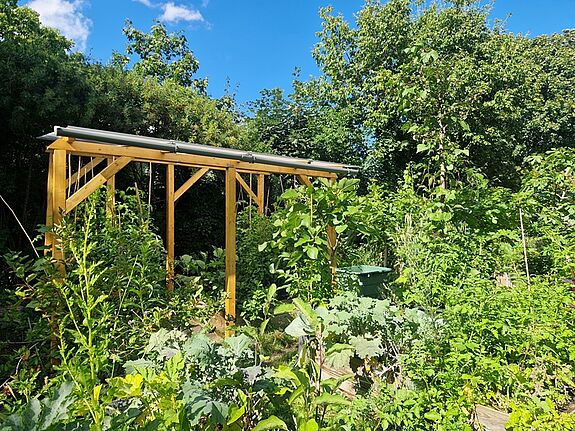 In einem Garten wachsen Tomatenpflanzen in Pflanzkübeln, die auf einem Holzgestell stehen. 