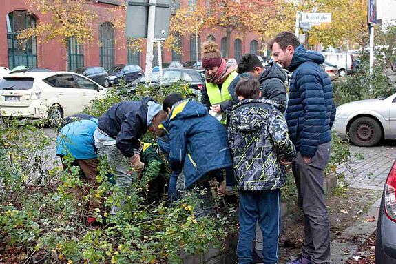 Über 200 Blumenzwiebeln wurden gepflanzt. Bild: Gruppe F, QM Brunnenviertel/Ackerstraße 