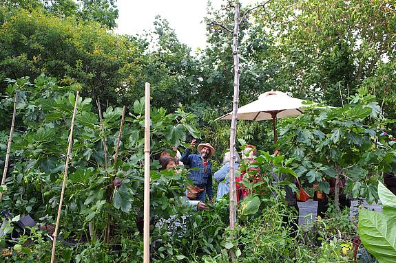 Mann mit Strohhut steht mit anderen Personen zwischen den Feigenbäumen im Rollberg Paradies.