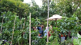 Mann mit Strohhut steht mit anderen Personen zwischen den Feigenbäumen im Rollberg Paradies.