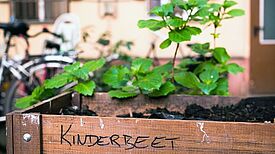 Gefördertes Aktionsfondsprojekt des Quartiersmanagement Pankstraße: Begrünung eines Hinterhofs. Bild: Sulamith Sallmann