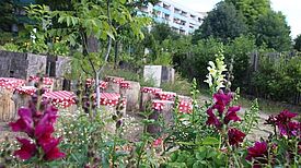 Der Schulgarten Spielfeld in Marzahn grünt und blüht. Foto: GRÜNE LIGA Berlin e.V.