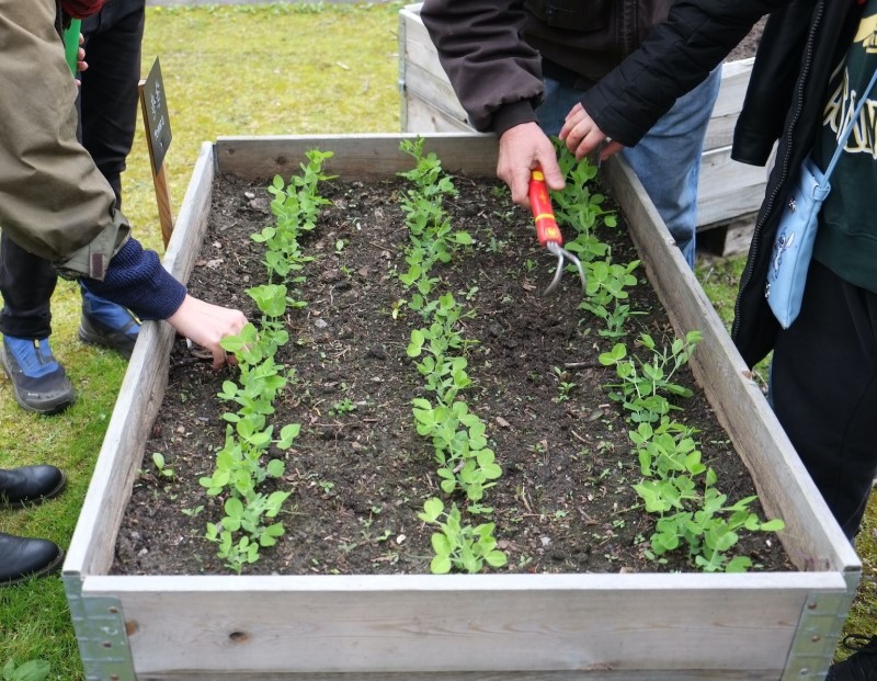 Engagierte Gärtnerinnen und Gärtner pflanzen junge Kräuter in einem Hochbeet der „Frischen Briese“, um die lokale Biodiversität zu fördern und frische Kräuter für die Gemeinschaft anzubauen. (Bild: H. Heiland)