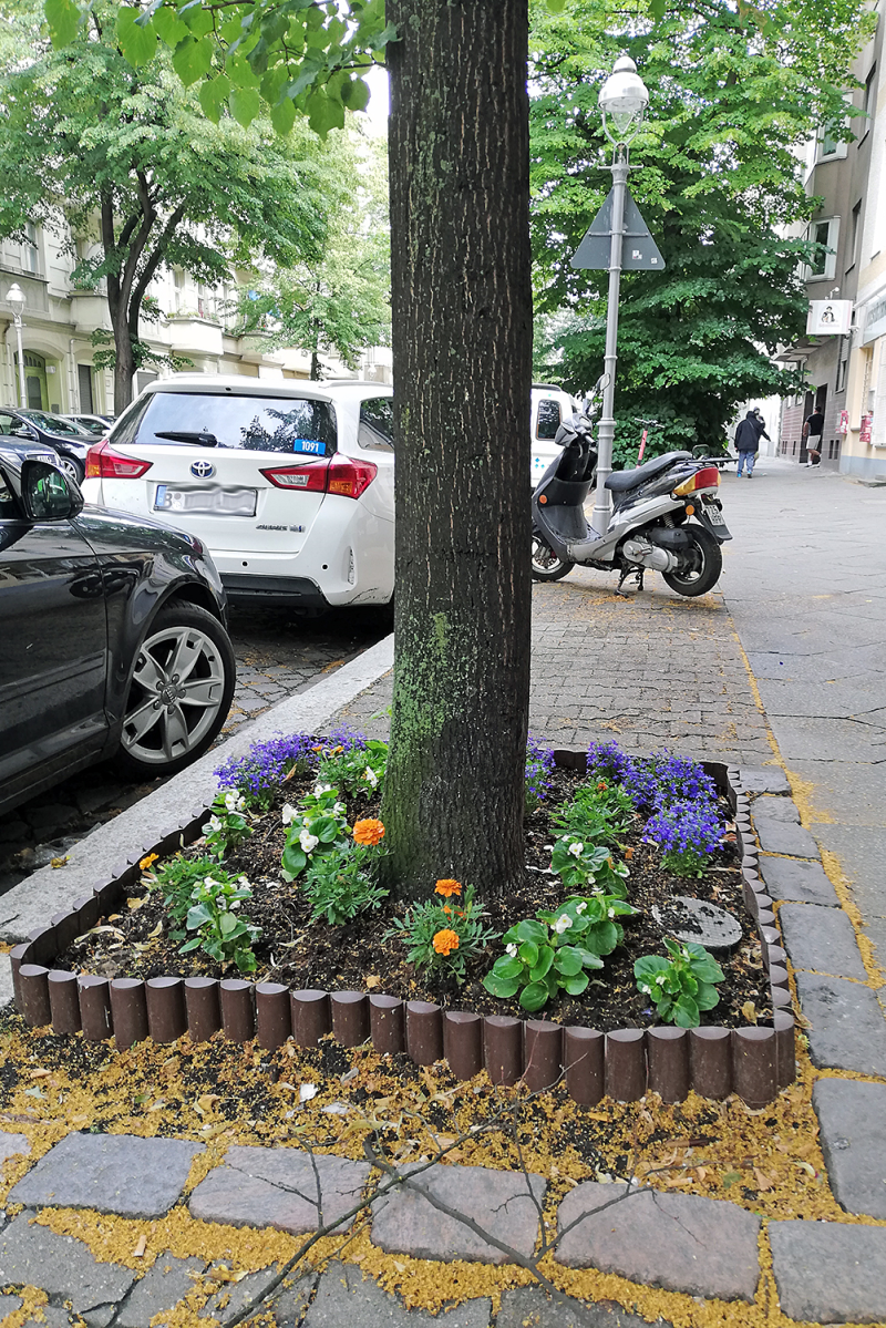 Im QM-Gebiet Pankstraße sind schon einige Baumscheiben bepflanzt. (Bild: Dominique Hensel)