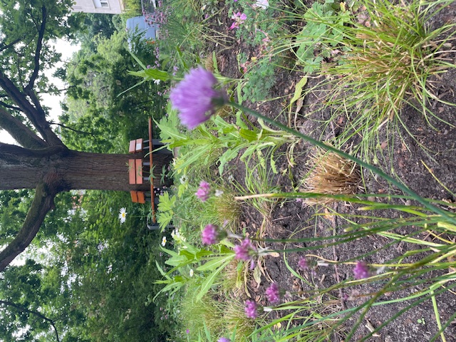 Um den Stamm eines üppigen Baumes herum ist eine Bank angebracht. Im Vordergrund pink und lila blühende Pflanzen.